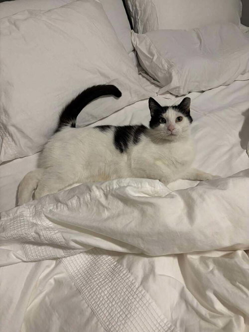 Violet (Mommy), Young Domestic Short Hair (short coat), cat for adoption in Orland Park, Illinois