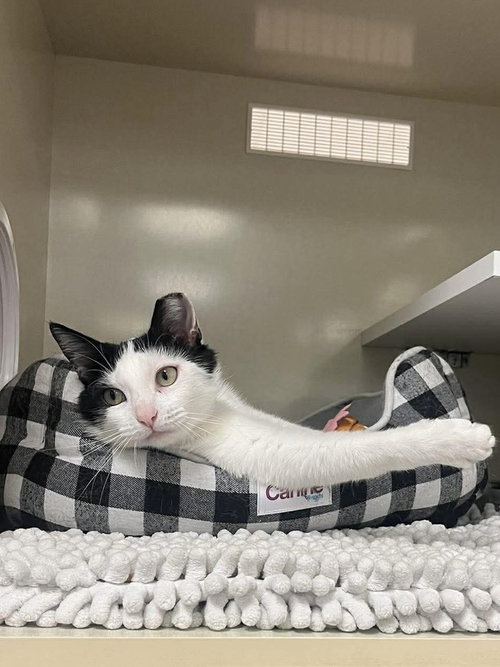 Violet (Mommy), an adoptable Domestic Short Hair in Palatine, IL