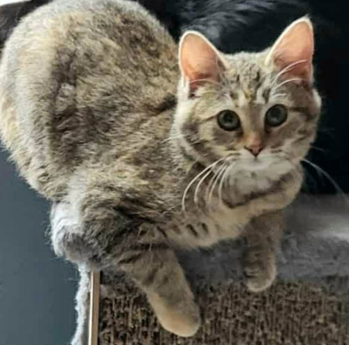 Custard (Sova), an adoptable Domestic Short Hair in Palatine, IL