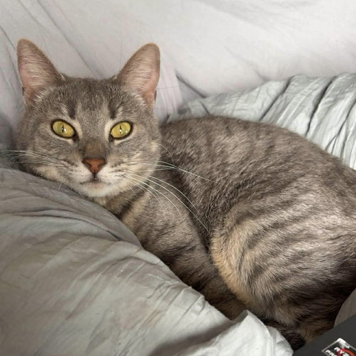 Jewel, an adoptable Domestic Short Hair in Palatine, IL