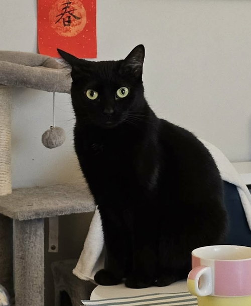 Beck (aka Delta), Adult Domestic Short Hair, cat for adoption in Orland Park, Illinois