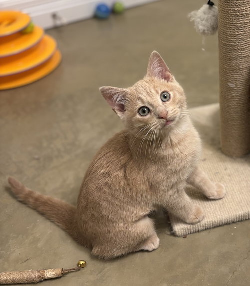 Butter, an adoptable Domestic Short Hair in Palatine, IL