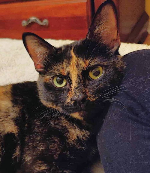 Mocha, Young Domestic Short Hair, cat for adoption in Orland Park, Illinois