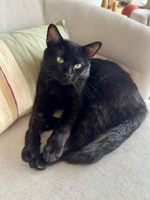 Wario, Young Domestic Short Hair, cat for adoption in Orland Park, Illinois