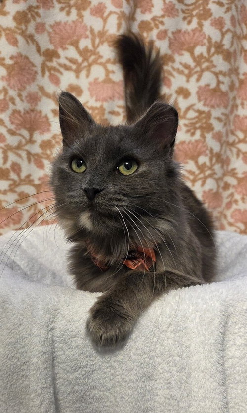 Stormi, Adult Domestic Medium Hair, cat for adoption in Orland Park, Illinois