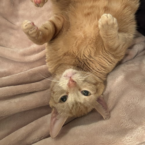 Cutie, Adult Domestic Short Hair, cat for adoption in Orland Park, Illinois