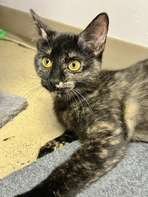 Bran, Baby Domestic Short Hair (short coat), cat for adoption in Orland Park, Illinois