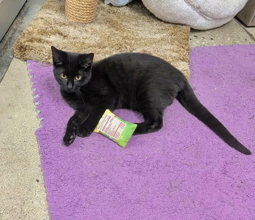 Raisin, Baby Domestic Short Hair (short coat), cat for adoption in Orland Park, Illinois