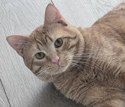 Samuel, an adoptable Domestic Short Hair in Palatine, IL
