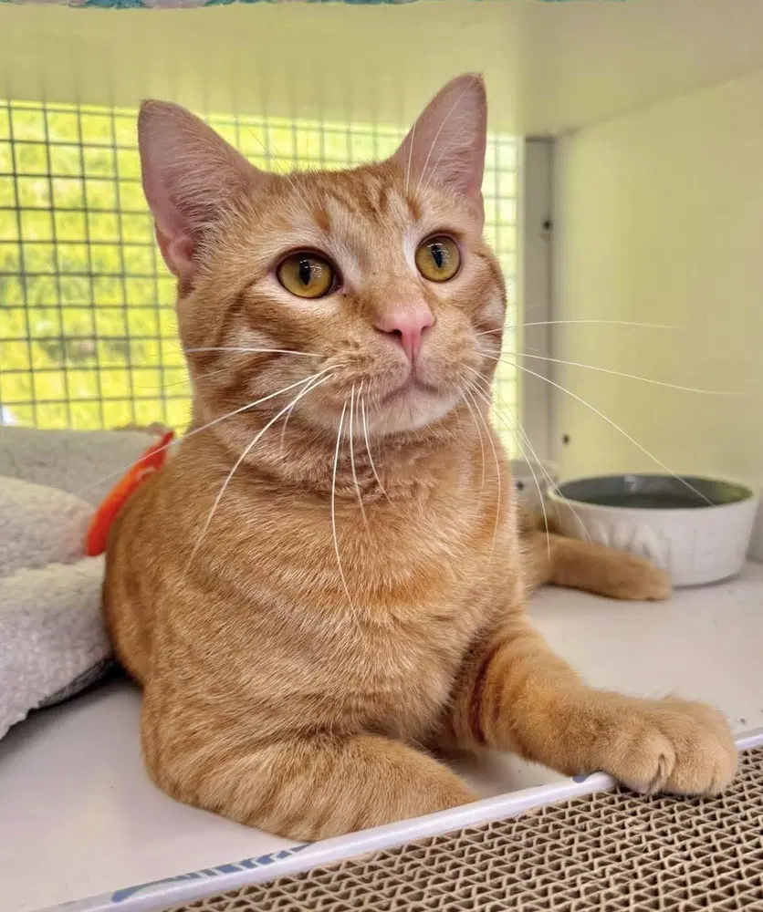Samuel - Domestic Short Hair