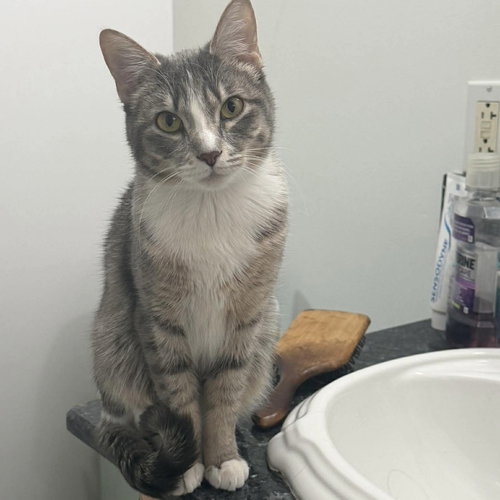 Leah, Baby Domestic Short Hair, cat for adoption in Orland Park, Illinois