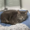 Finn - Photo 4