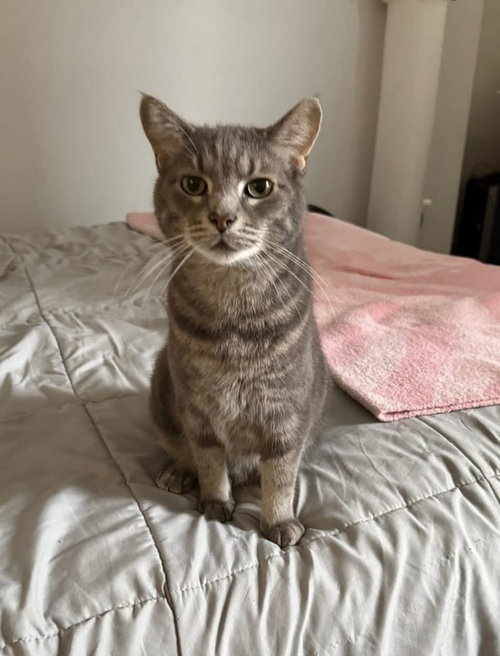 Finn
