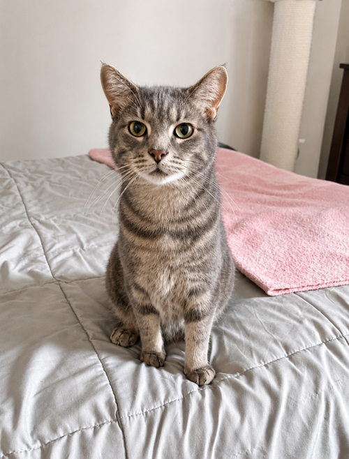Finn, Adult Domestic Short Hair, cat for adoption in Calumet City, Illinois