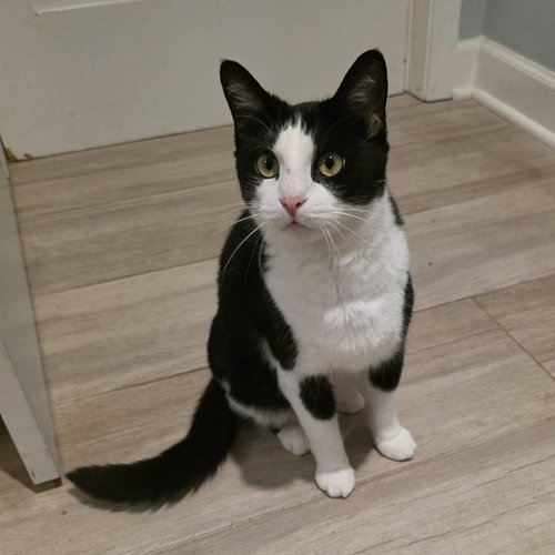 DANCE DANCE - Domestic Short Hair available for adoption