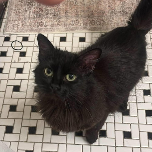 Misa, Baby Domestic Long Hair, cat for adoption in Orland Park, Illinois