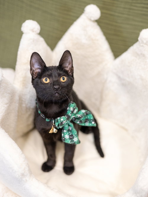 Kiwi, Young Domestic Short Hair, cat for adoption in Orland Park, Illinois
