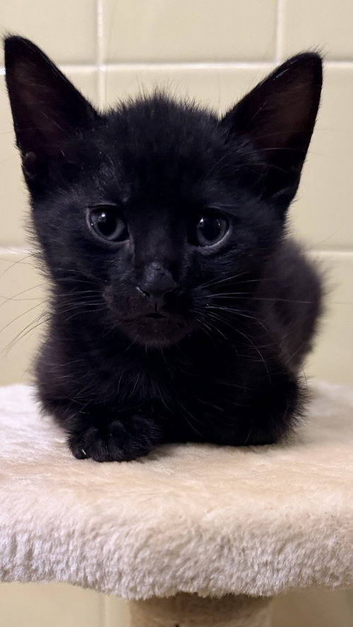 Neon Green Relish, Baby Domestic Short Hair, cat for adoption in Orland Park, Illinois