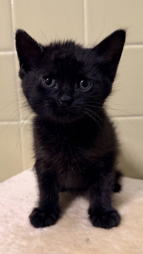 Mustard Only, Baby Domestic Short Hair, cat for adoption in Orland Park, Illinois