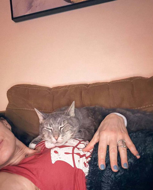 Max, Senior Domestic Short Hair, cat for adoption in Orland Park, Illinois