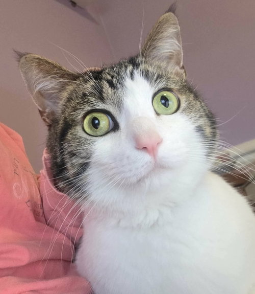 Teddy, Adult Domestic Short Hair, cat for adoption in Orland Park, Illinois
