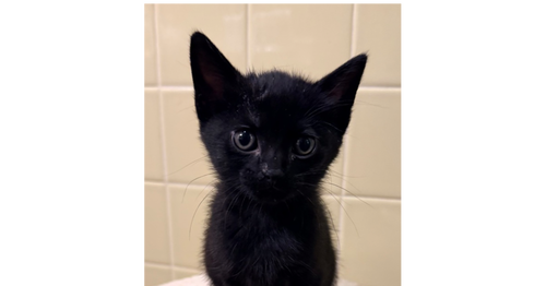 No Ketchup, Baby Domestic Short Hair, cat for adoption in Orland Park, Illinois