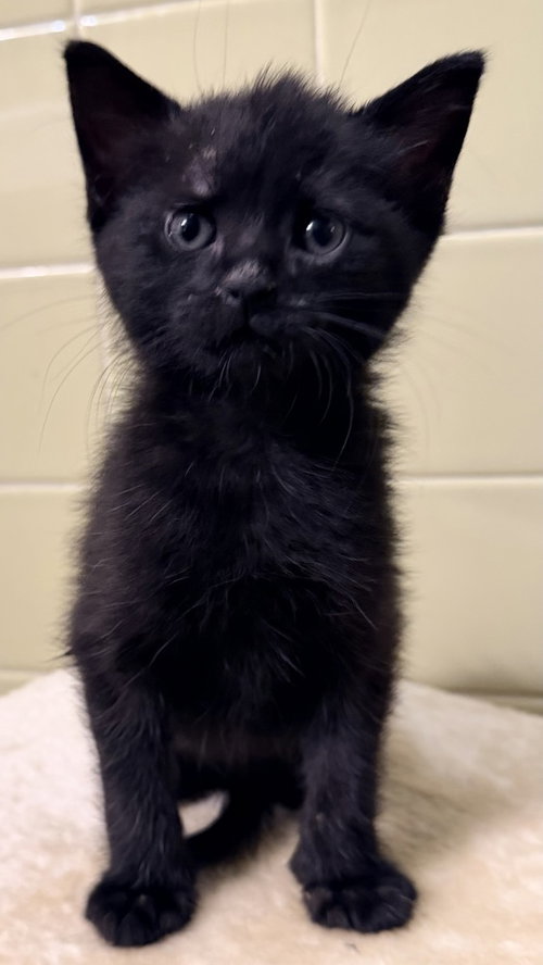 Sport Pepper, Baby Domestic Short Hair, cat for adoption in Orland Park, Illinois