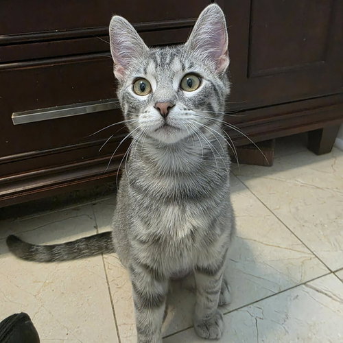 Asher, Baby Domestic Short Hair, cat for adoption in Orland Park, Illinois