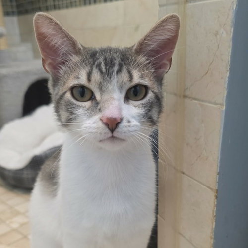 Apple, Baby Domestic Short Hair, cat for adoption in Bartlett, Illinois