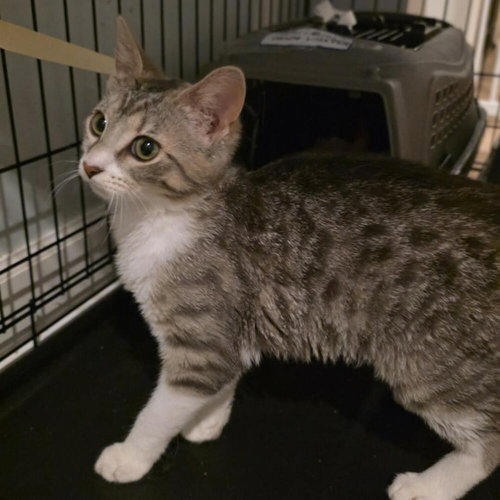 Adalyn, Baby Domestic Short Hair, cat for adoption in Orland Park, Illinois