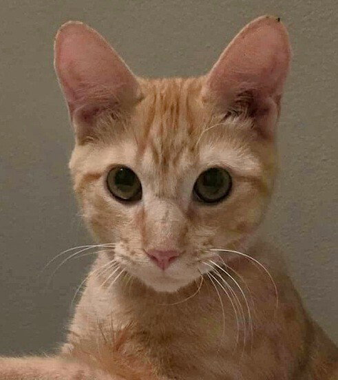 Archie Image