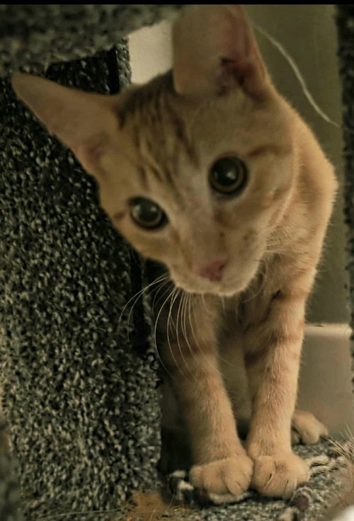 ARCHIE - Domestic Short Hair available for adoption
