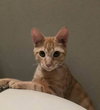 Archie - Photo 4