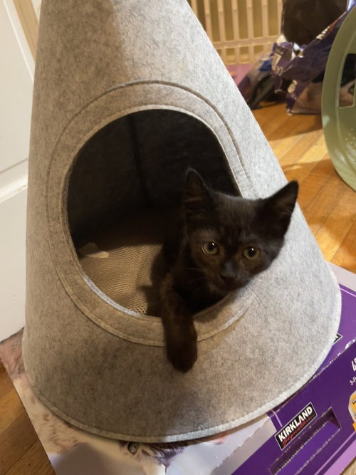PUGGIE BEAR - Domestic Short Hair available for adoption