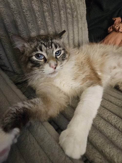 Ziggy, Adult Siamese (long coat), cat for adoption in Orland Park, Illinois
