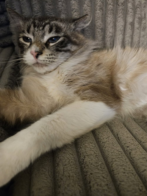 ZIGGY - Siamese available for adoption