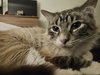 Ziggy - Photo 4