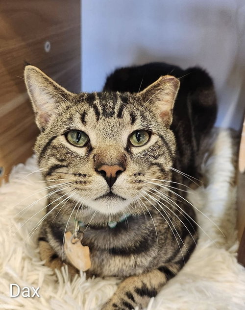DAX - Domestic Short Hair available for adoption
