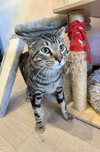 Dax - Photo 3