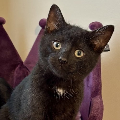 Black Eyed Peas, Baby Domestic Short Hair, cat for adoption in Bartlett, Illinois