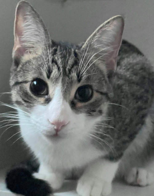 Biscuit, Baby Domestic Short Hair, cat for adoption in Bartlett, Illinois