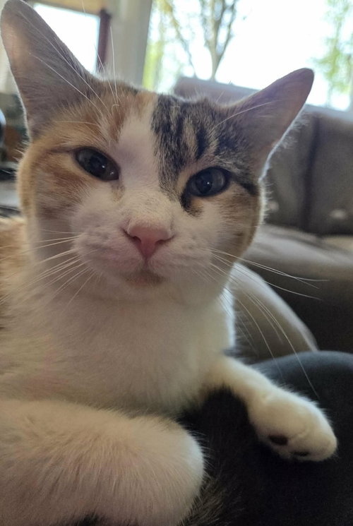 Maxine, Young Calico, cat for adoption in Bartlett, Illinois
