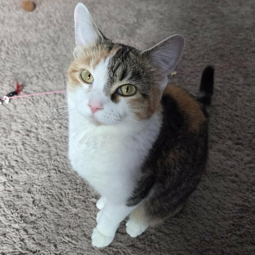 Maxine, an adoptable Calico in Palatine, IL