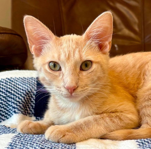 Butter, an adoptable Domestic Short Hair in Palatine, IL