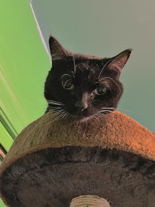 Opal, Adult Domestic Short Hair (short coat), cat for adoption in Tinley Park, Illinois