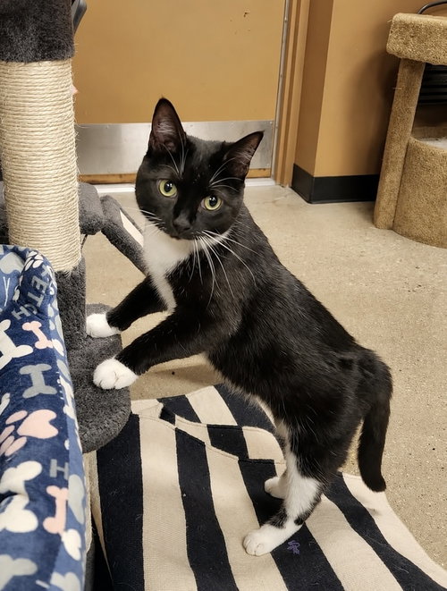 Opal, a cat for adoption from Forever Fortunate Felines