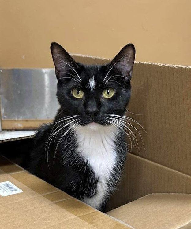 Sylvester Image