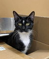 Sylvester - Photo 1