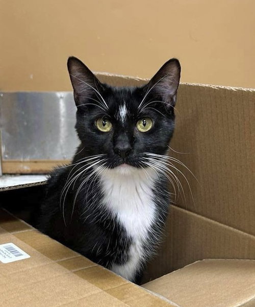 SYLVESTER - Domestic Short Hair available for adoption