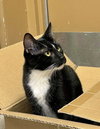 Sylvester - Photo 2